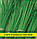 Насіння цибулі Батун, 100г, фото 2