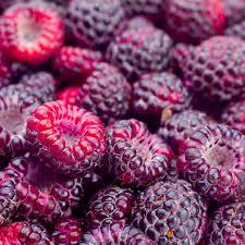 Фіолетова малина "Глен Кое" (сорт отриманий шотландськими селекціонерами), фото 1