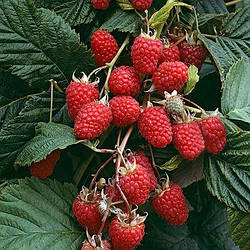 Малинове дерево "Малинова насолода" (високоурожайний сорт)