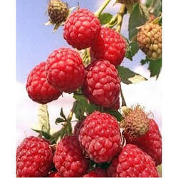 Малинове дерево "Перлина" (дає плоди вже в червні)