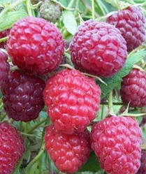 Новинка! Малинове дерево "Бабине літо" (ягоди соковиті, щільні, дуже солодкі)