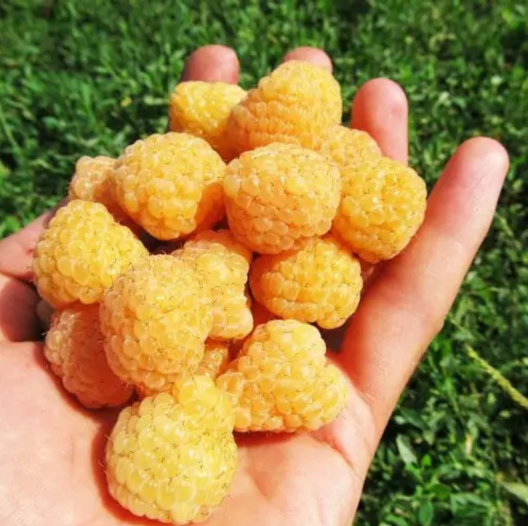 Малина ремонтантна "Олл Голд" (ягоди є вже в перший сезон), фото 1