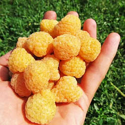 Малина ремонтантна "Олл Голд" (ягоди є вже в перший сезон)