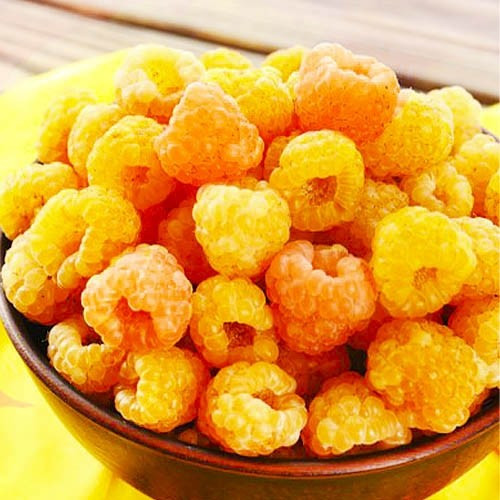 Малина "Ранкова роса" (це ремонтантний, великоплідний сорт), фото 1