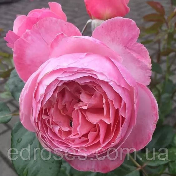 Кельнер Флора (Kölner Flora), фото 1