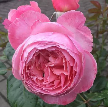 Кельнер Флора (Kölner Flora)