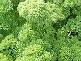 Петрушка Петра, кучерява 1 г, фото 3