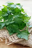 Петрушка Гігантелла, 2 г, фото 2