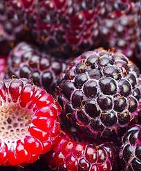 Малинно-ожиновий чорний гібрид "Медобора" (один із найкращих за смаком гібридів)