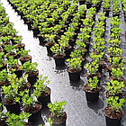 Агротканина 85 г/м2 0.8х 50 м.агротканина від бур'янів, фото 8