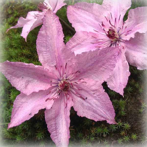 Клематис Хеглі Гібрид (Clematis Hagley Hybrid)