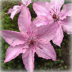 Клематис Хеглі Гібрид (Clematis Hagley Hybrid)