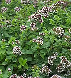 Майоран, Орегано, 0,1 г, фото 2