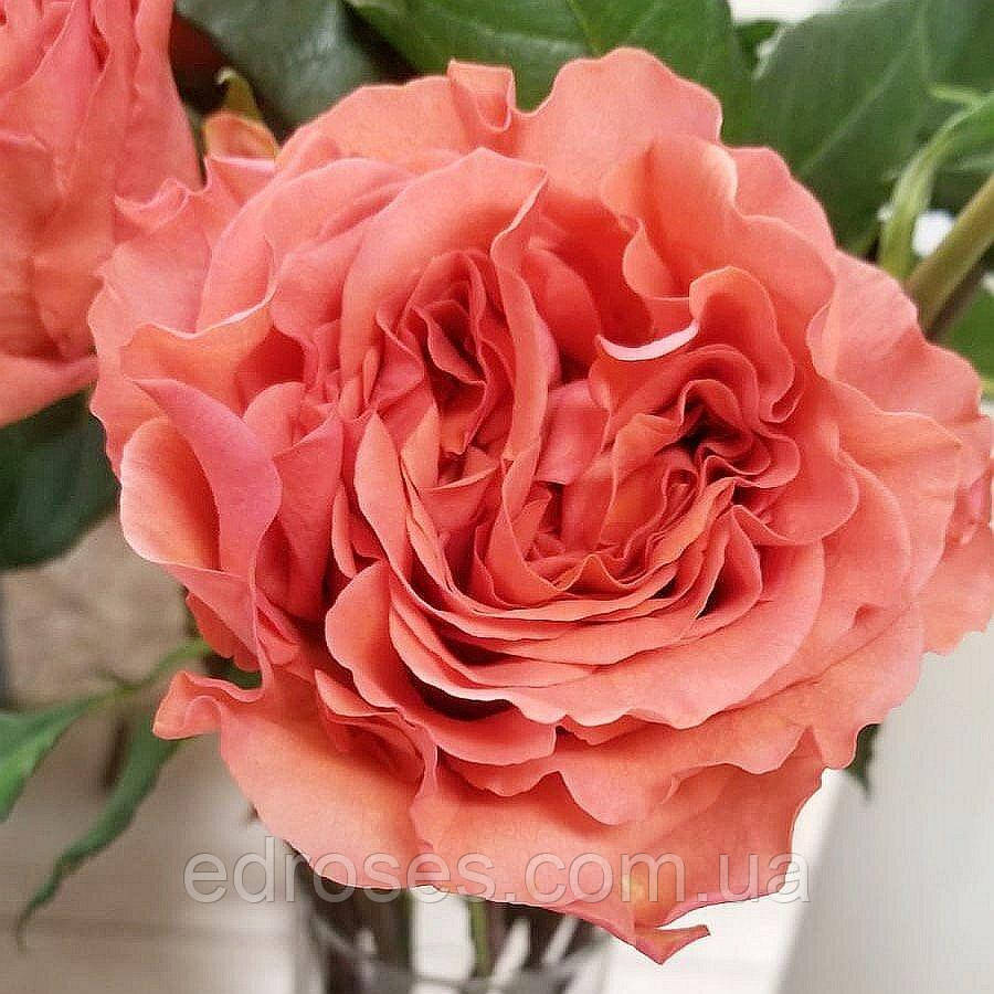 Корал Експрешн (Coral Expression), фото 1