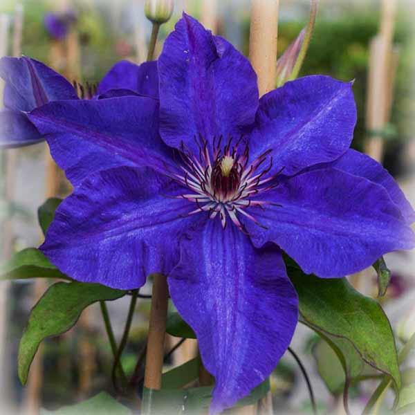 Клематис Президент (Clematis The President)