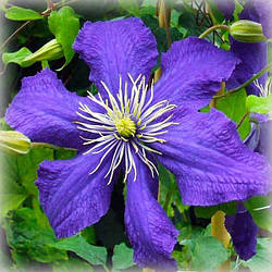 Клематис Рапсодія (Clematis Rhapsody)