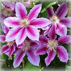Клематис Доктор Руппель (Clematis Doctor Ruppel)