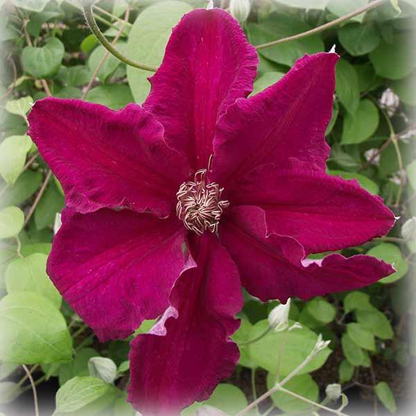 Клематис Ернест Маркхем (Clematis Ernest Markham)