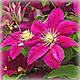 Клематис Ернест Маркхем (Clematis Ernest Markham), фото 2