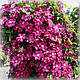 Клематис Ернест Маркхем (Clematis Ernest Markham), фото 3