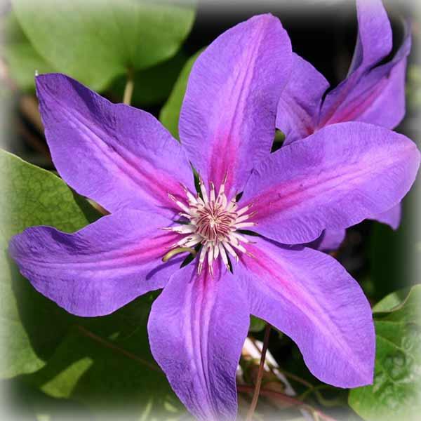 Клематис Етуаль де Малікорн (Clematis Etoile de Malicorne)
