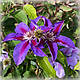 Клематис Етуаль де Малікорн (Clematis Etoile de Malicorne), фото 2