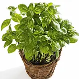 Базилік кімнатний Смарагд 0,3 г, фото 2