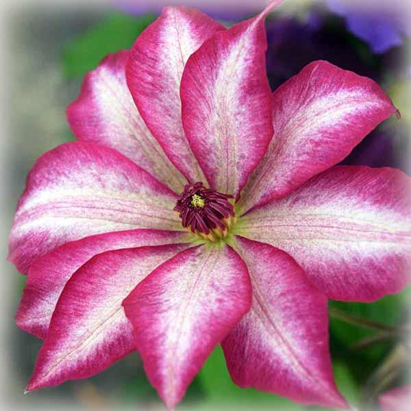 Клематис Пікоті (Clematis Picotee)