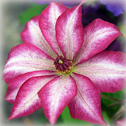 Клематис Пікоті (Clematis Picotee)
