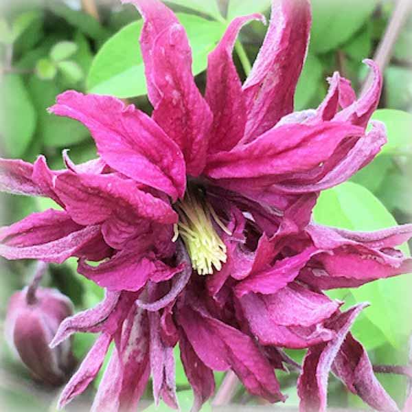 Клематис Розалін (Clematis Rosalyn)