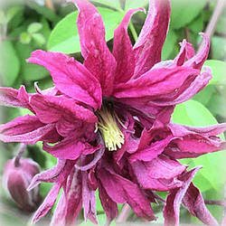 Клематис Розалін (Clematis Rosalyn)