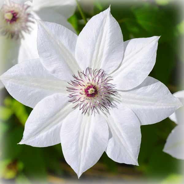 Клематис Дестині (Clematis Destiny)