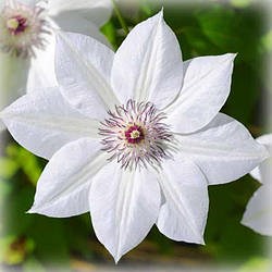 Клематис Дестині (Clematis Destiny)