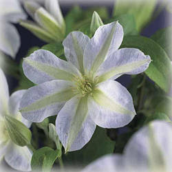 Клематис Юкікомаші (Clematis Yukikomachi)