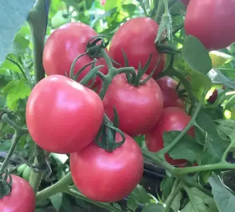 Насіння томату Пінк Світнес F1 (Pink Svitnes F1) Spark Seeds 2500, фото 1