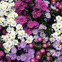 Айстра альпійська суміш 2 г