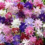 Аквілегія Сяйво махрова суміш 0,5 г, фото 2