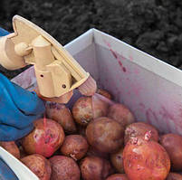 Протруйники (перед посадкою)