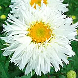 Ромашка махрова Крейзі Дейзі 0,1 г, фото 3