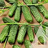 Огірок Пасамонте F1 10 насіння Syngenta, фото 3