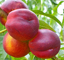 Нектарин Харблейз (Harblaze). Підщепа пуміселект