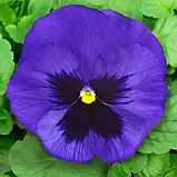 Віола віттрока Сапфір синя 20 шт, фото 2