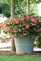 Бегонія вічноквіт. Дрегон Вінг F1 рожева, 5 драже