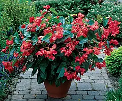 Бегонія вічноквіт. Дрегон Вінг F1 червона, 5 драже