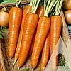 Морква Віта Лонга 1 г Bejo, фото 3