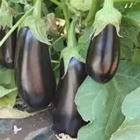 Баклажан Мадалена F1, 10 шт Спектр сад / Hazera, фото 2