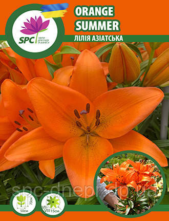 Лілія азіатська Orange Summer