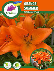 Лілія азіатська Orange Summer