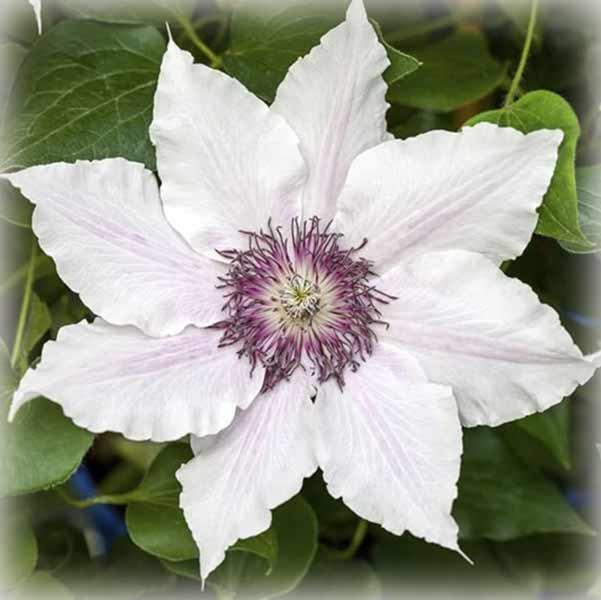 Клематис Сноу Квін (Clematis Snow Queen)