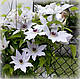 Клематис Сноу Квін (Clematis Snow Queen), фото 2